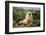 Fur Seal-DLILLC-Framed Photographic Print