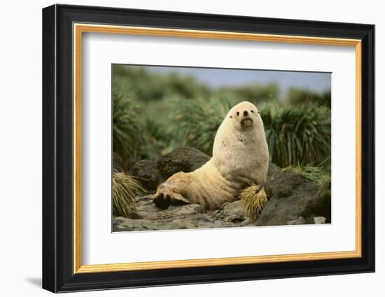 Fur Seal-DLILLC-Framed Photographic Print