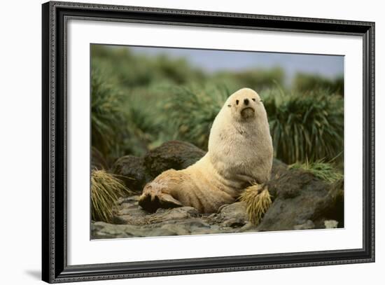 Fur Seal-DLILLC-Framed Photographic Print