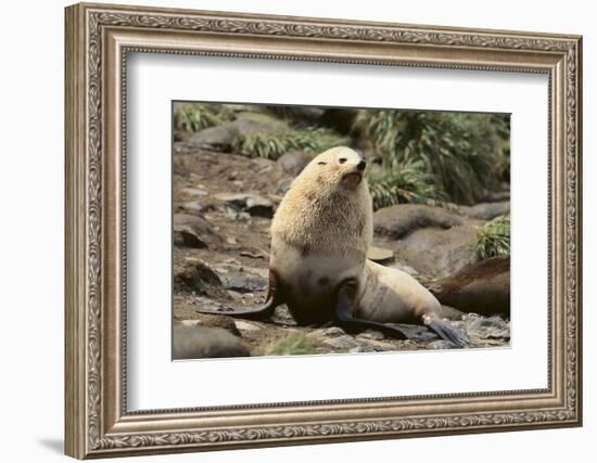 Fur Seal-DLILLC-Framed Photographic Print