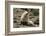 Fur Seal-DLILLC-Framed Photographic Print