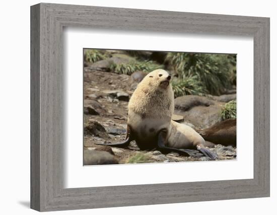 Fur Seal-DLILLC-Framed Photographic Print