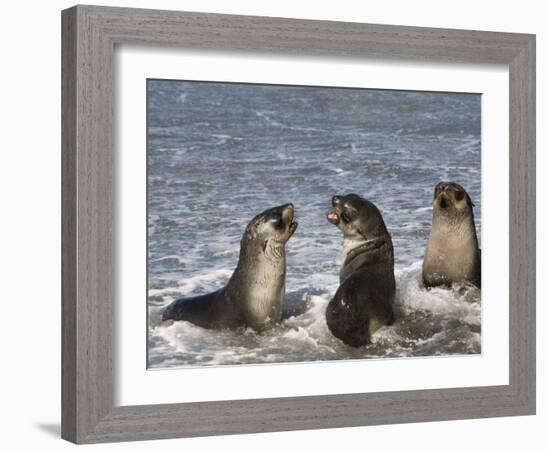 Fur Seals, Moltke Harbour, Royal Bay, South Georgia, South Atlantic-Robert Harding-Framed Photographic Print