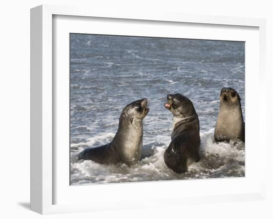 Fur Seals, Moltke Harbour, Royal Bay, South Georgia, South Atlantic-Robert Harding-Framed Photographic Print