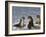 Fur Seals, Moltke Harbour, Royal Bay, South Georgia, South Atlantic-Robert Harding-Framed Photographic Print