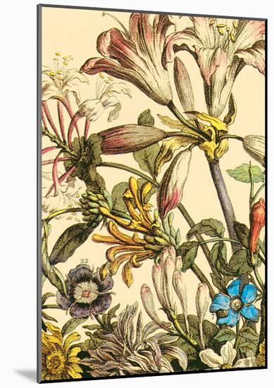Furber Flowers III - Detail-Robert Furber-Mounted Art Print