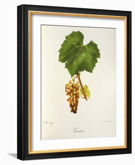 Furmint Grape-J. Troncy-Framed Giclee Print