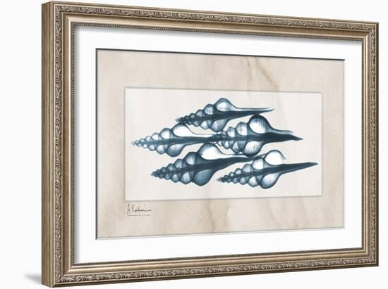 Furrid Shell-Albert Koetsier-Framed Art Print