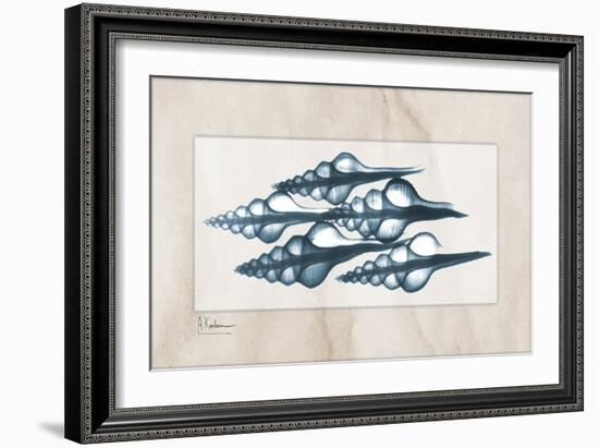 Furrid Shell-Albert Koetsier-Framed Art Print