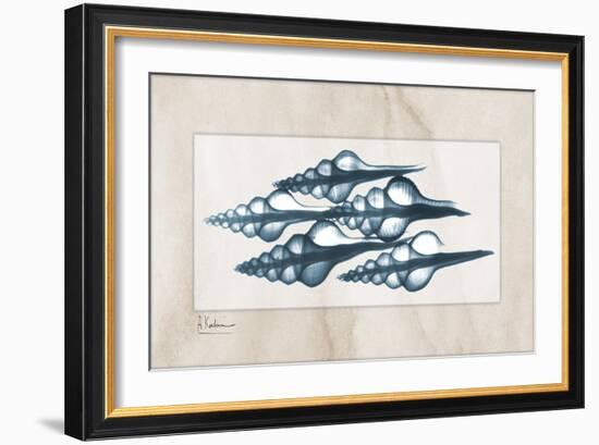 Furrid Shell-Albert Koetsier-Framed Art Print