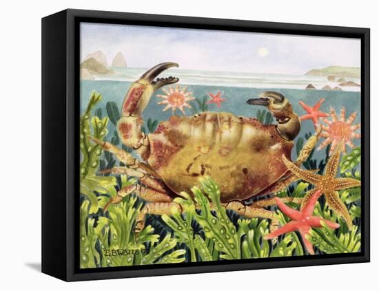 Furrowed Crab with Starfish Underwater, 1997-E.B. Watts-Framed Premier Image Canvas