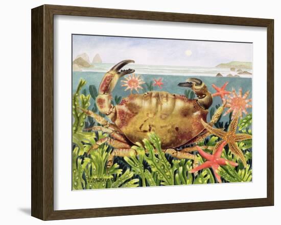 Furrowed Crab with Starfish Underwater, 1997-E.B. Watts-Framed Giclee Print