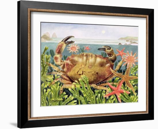 Furrowed Crab with Starfish Underwater, 1997-E.B. Watts-Framed Giclee Print