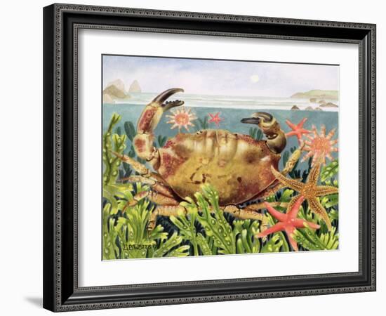 Furrowed Crab with Starfish Underwater, 1997-E.B. Watts-Framed Giclee Print