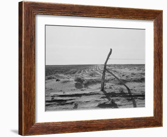 Furrowing against the wind to check the drift of sand Texas, 1938-Dorothea Lange-Framed Photographic Print