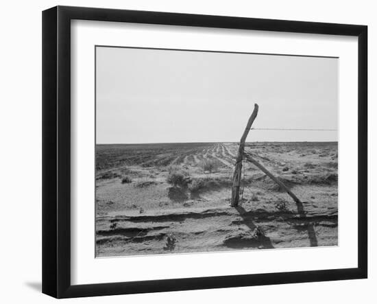 Furrowing against the wind to check the drift of sand Texas, 1938-Dorothea Lange-Framed Photographic Print