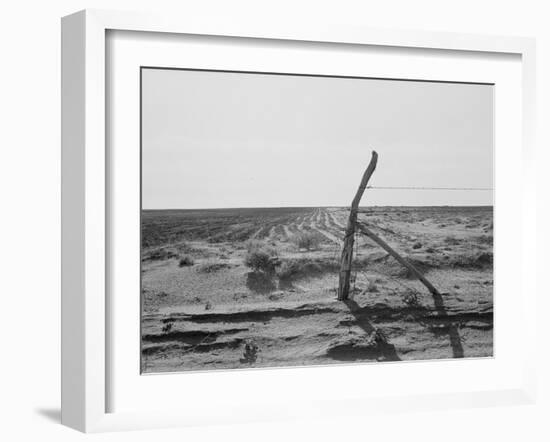 Furrowing against the wind to check the drift of sand Texas, 1938-Dorothea Lange-Framed Photographic Print