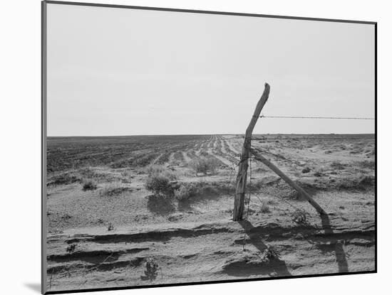 Furrowing against the wind to check the drift of sand Texas, 1938-Dorothea Lange-Mounted Photographic Print