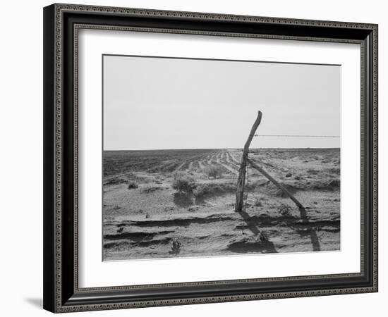 Furrowing against the wind to check the drift of sand Texas, 1938-Dorothea Lange-Framed Photographic Print