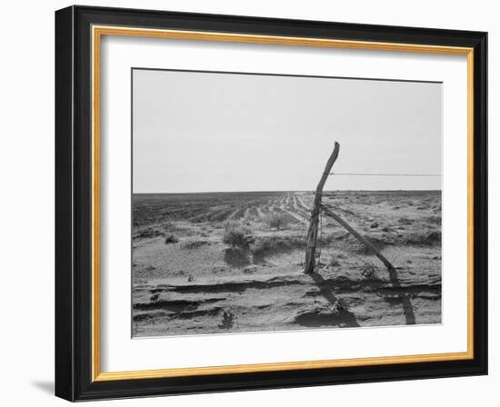 Furrowing against the wind to check the drift of sand Texas, 1938-Dorothea Lange-Framed Photographic Print