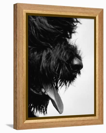 Furry Dog Panting-Henry Horenstein-Framed Premier Image Canvas