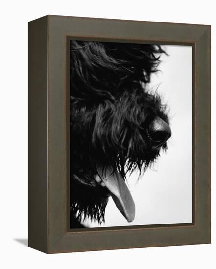 Furry Dog Panting-Henry Horenstein-Framed Premier Image Canvas