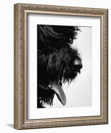 Furry Dog Panting-Henry Horenstein-Framed Photographic Print