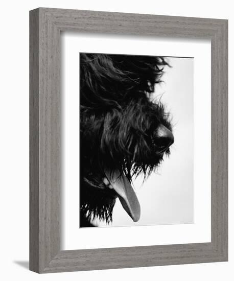 Furry Dog Panting-Henry Horenstein-Framed Photographic Print