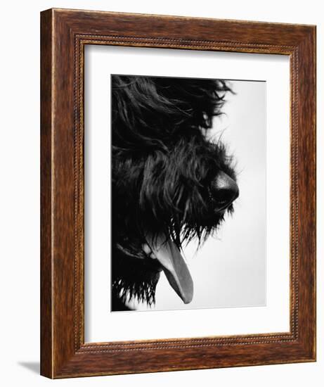 Furry Dog Panting-Henry Horenstein-Framed Photographic Print