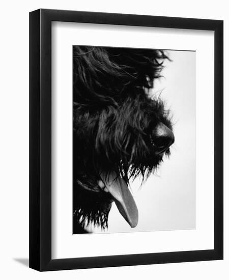 Furry Dog Panting-Henry Horenstein-Framed Photographic Print