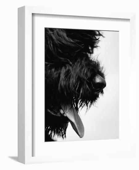 Furry Dog Panting-Henry Horenstein-Framed Photographic Print