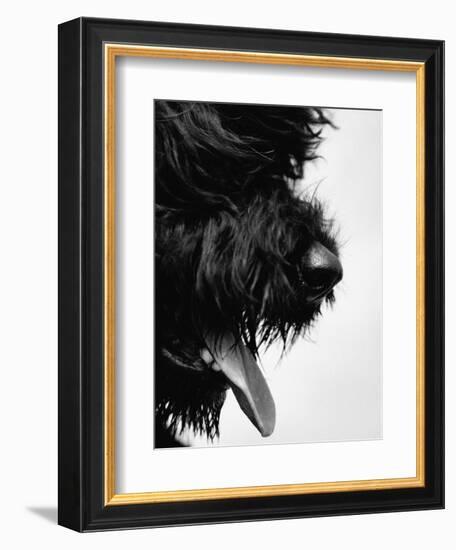 Furry Dog Panting-Henry Horenstein-Framed Photographic Print