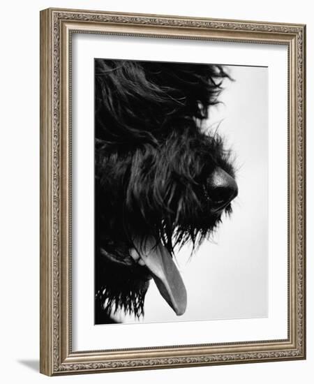 Furry Dog Panting-Henry Horenstein-Framed Photographic Print