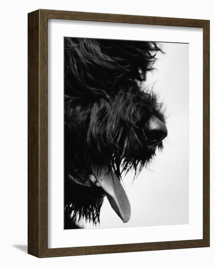 Furry Dog Panting-Henry Horenstein-Framed Photographic Print