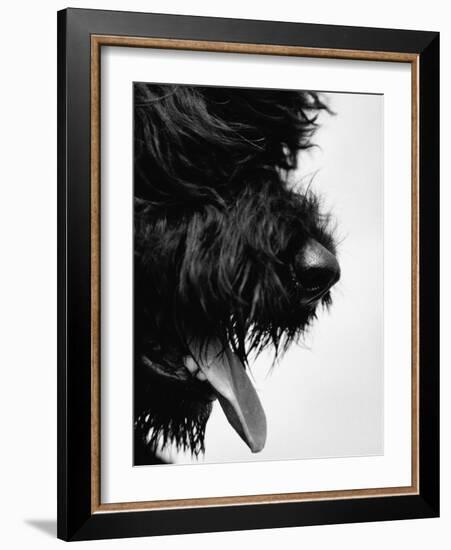 Furry Dog Panting-Henry Horenstein-Framed Photographic Print