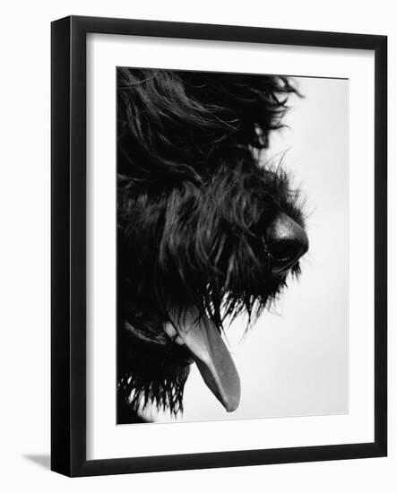 Furry Dog Panting-Henry Horenstein-Framed Photographic Print