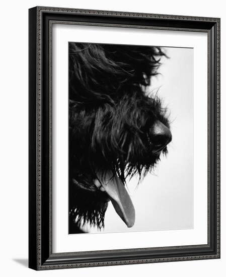 Furry Dog Panting-Henry Horenstein-Framed Photographic Print