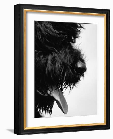 Furry Dog Panting-Henry Horenstein-Framed Photographic Print