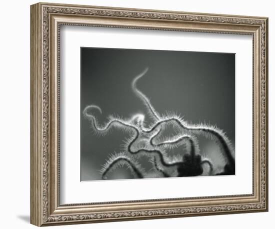 Furry Tentacles-Henry Horenstein-Framed Photographic Print