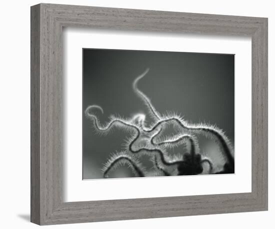 Furry Tentacles-Henry Horenstein-Framed Photographic Print