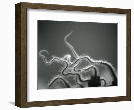 Furry Tentacles-Henry Horenstein-Framed Photographic Print