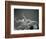 Furry Tentacles-Henry Horenstein-Framed Photographic Print