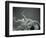 Furry Tentacles-Henry Horenstein-Framed Photographic Print