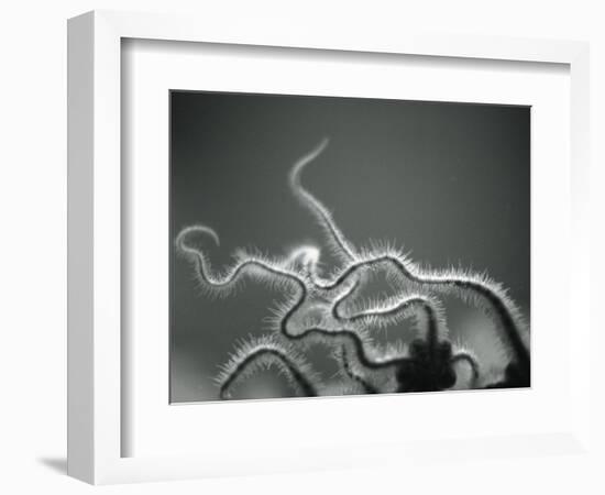 Furry Tentacles-Henry Horenstein-Framed Photographic Print