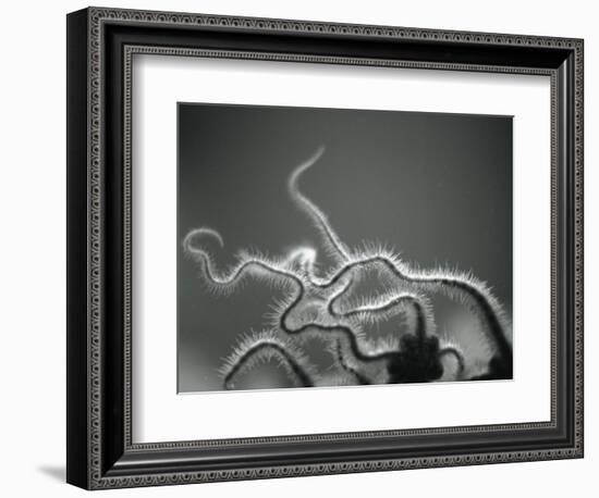 Furry Tentacles-Henry Horenstein-Framed Photographic Print