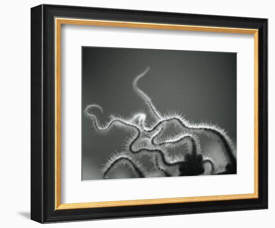 Furry Tentacles-Henry Horenstein-Framed Photographic Print