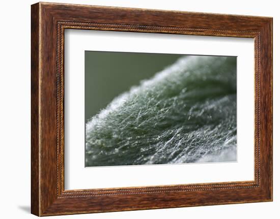 Furry-K.B. White-Framed Photographic Print