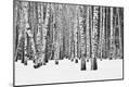Photographic Print