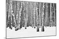 Photographic Print