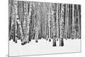 Photographic Print